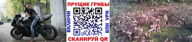 Купить где  Володарск  Псилоцибиновые грибы Magic Shrooms 
